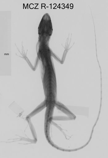 Media type: image;   Herpetology R-124349 Aspect: dorsoventral x-ray